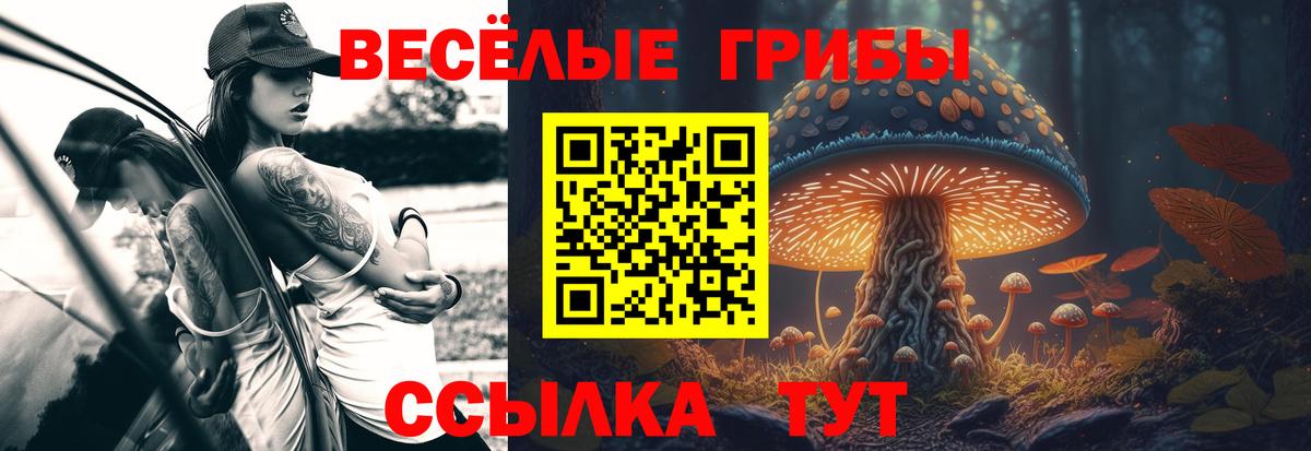 Галлюциногенные грибы Psilocybe Можайск